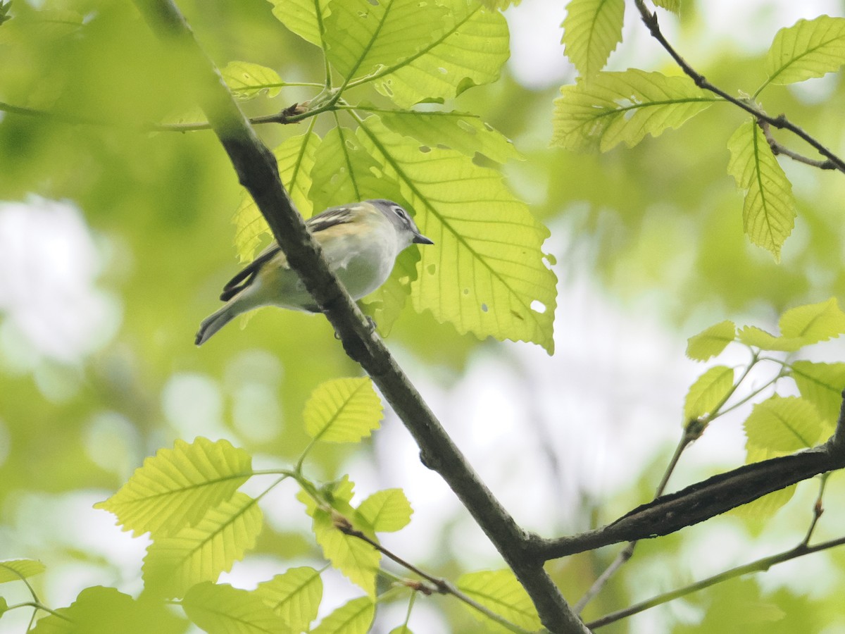 Blue-headed Vireo - ML617667383