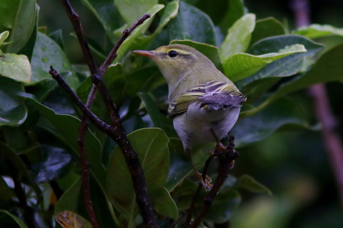 Wood Warbler - ML617667388