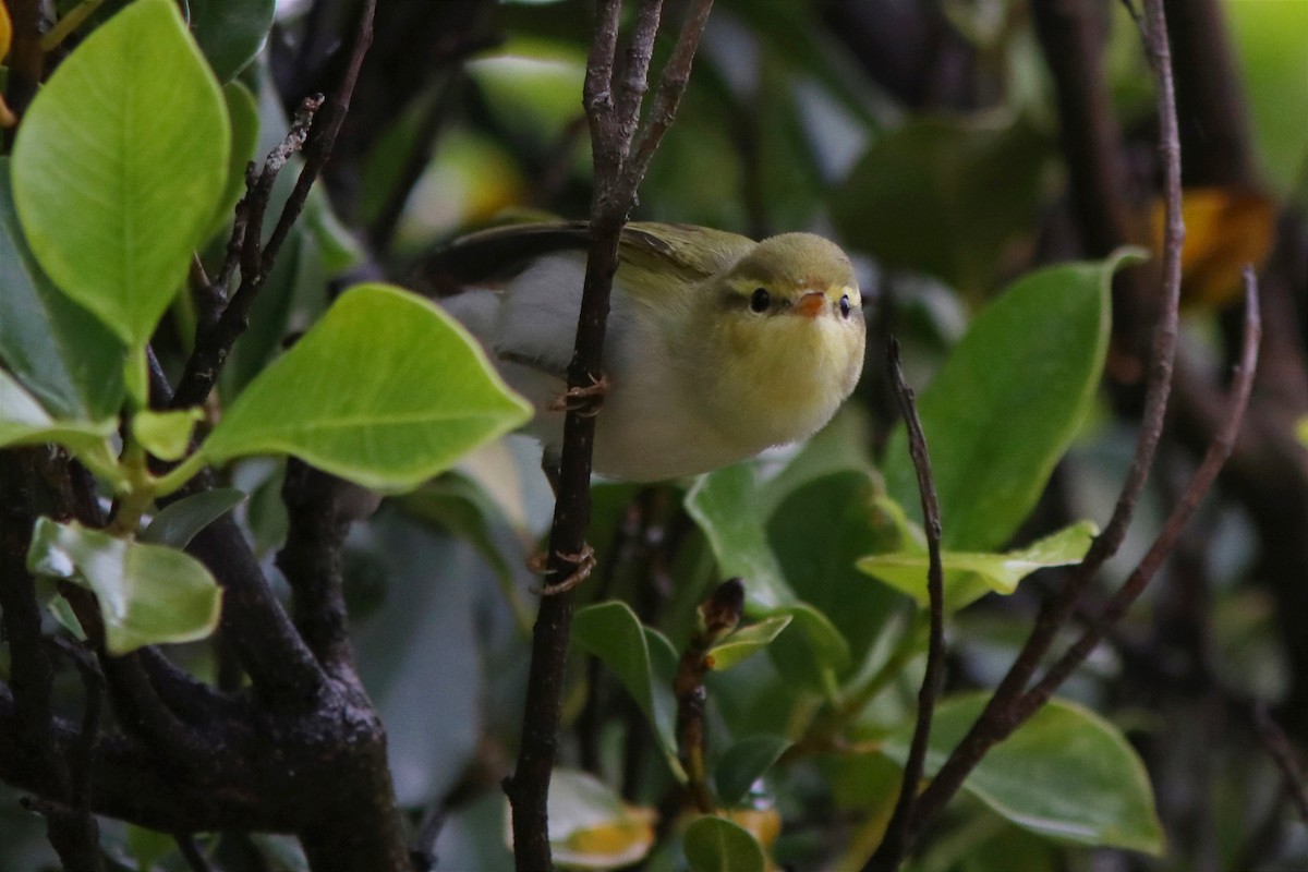 Wood Warbler - Guillermo Piñal