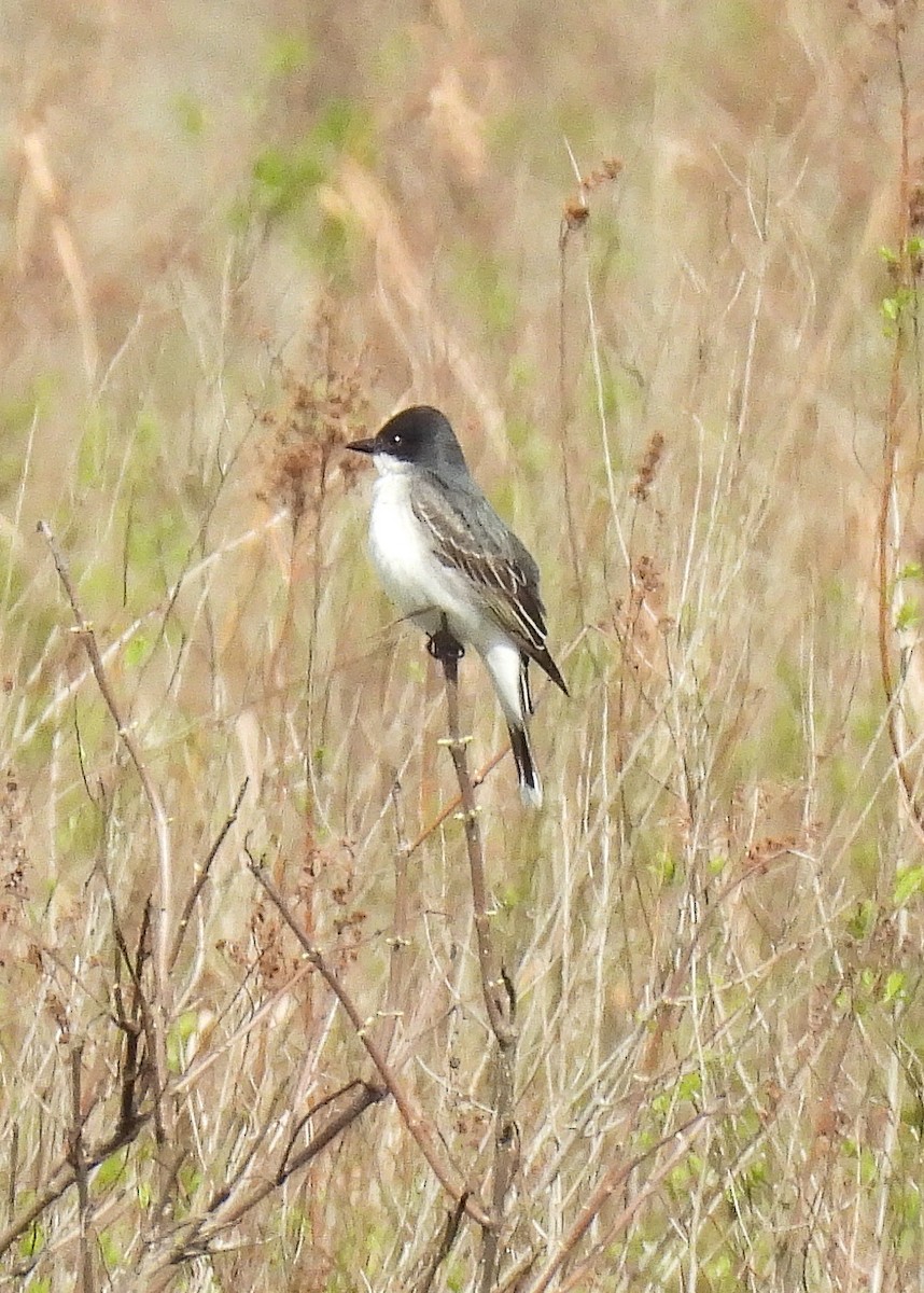 Eastern Kingbird - ML617667392