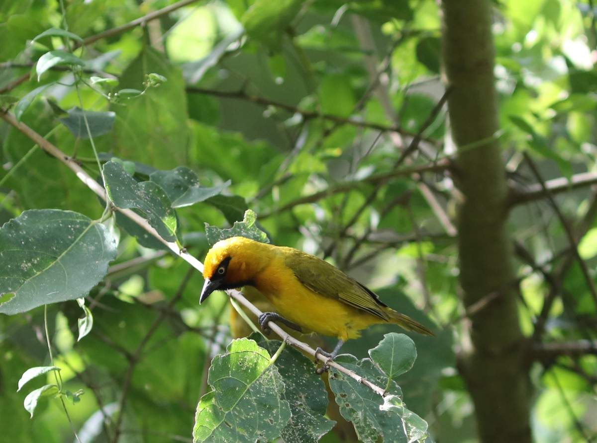 Spectacled Weaver - Rohan van Twest