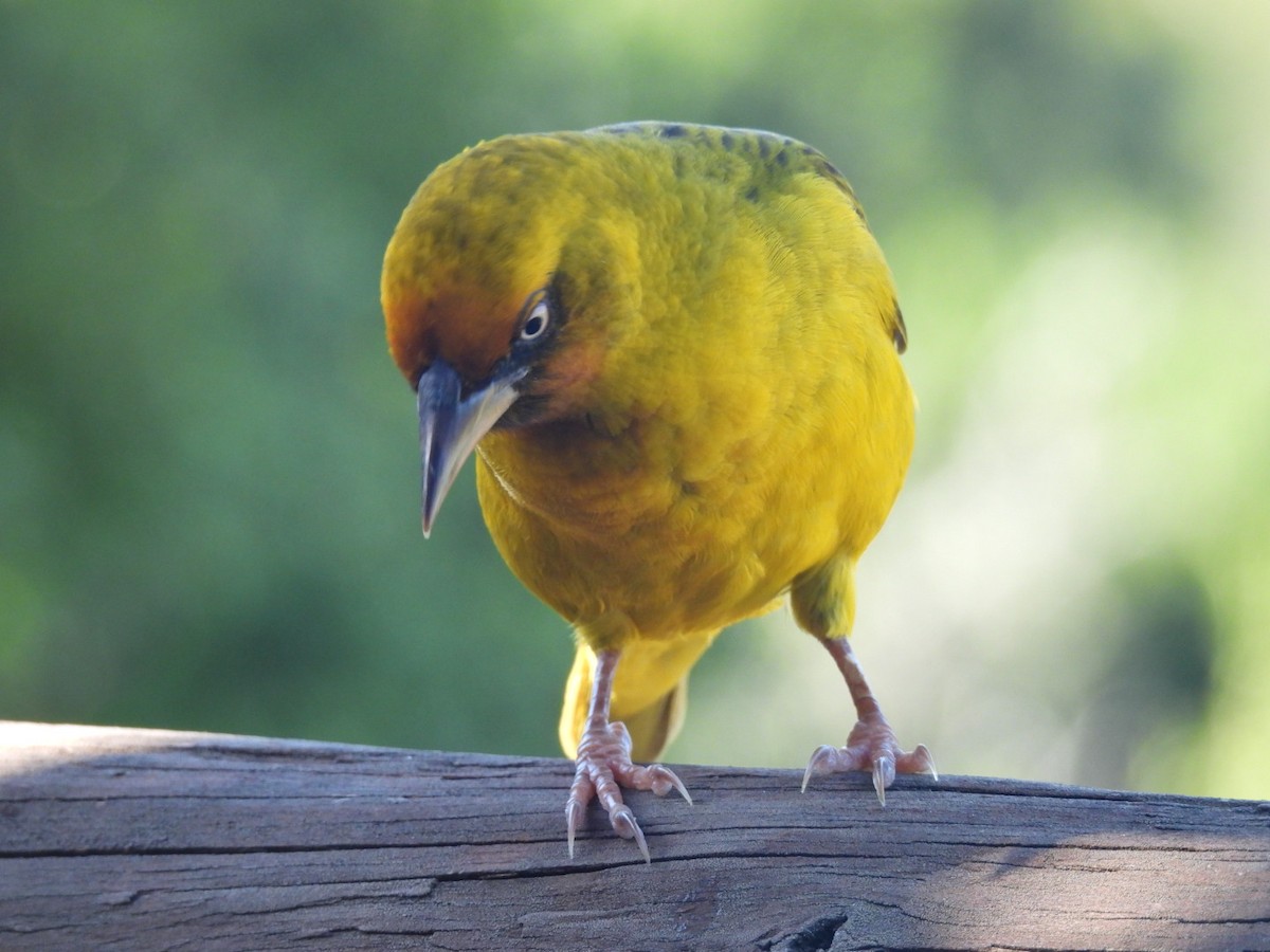 Cape Weaver - Timothy Kasper