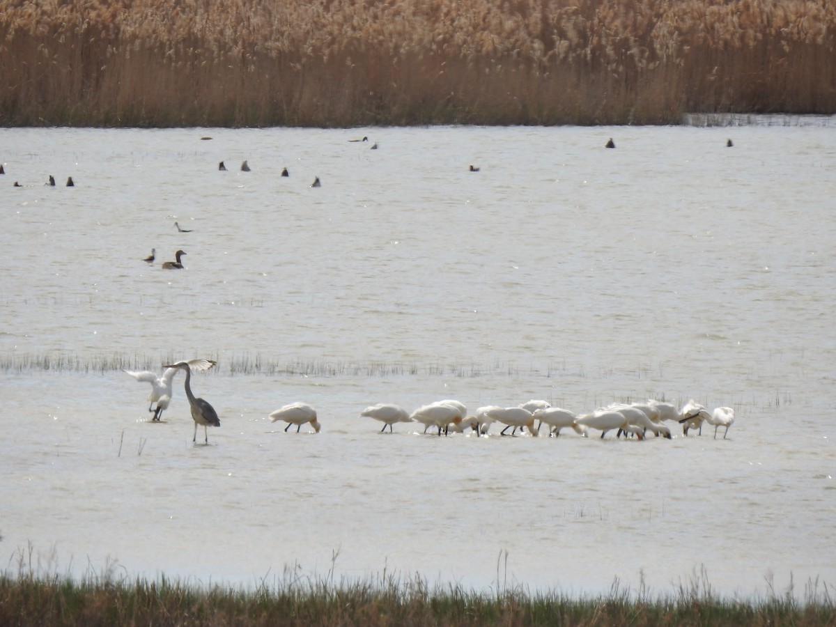 Eurasian Spoonbill - ML617667414