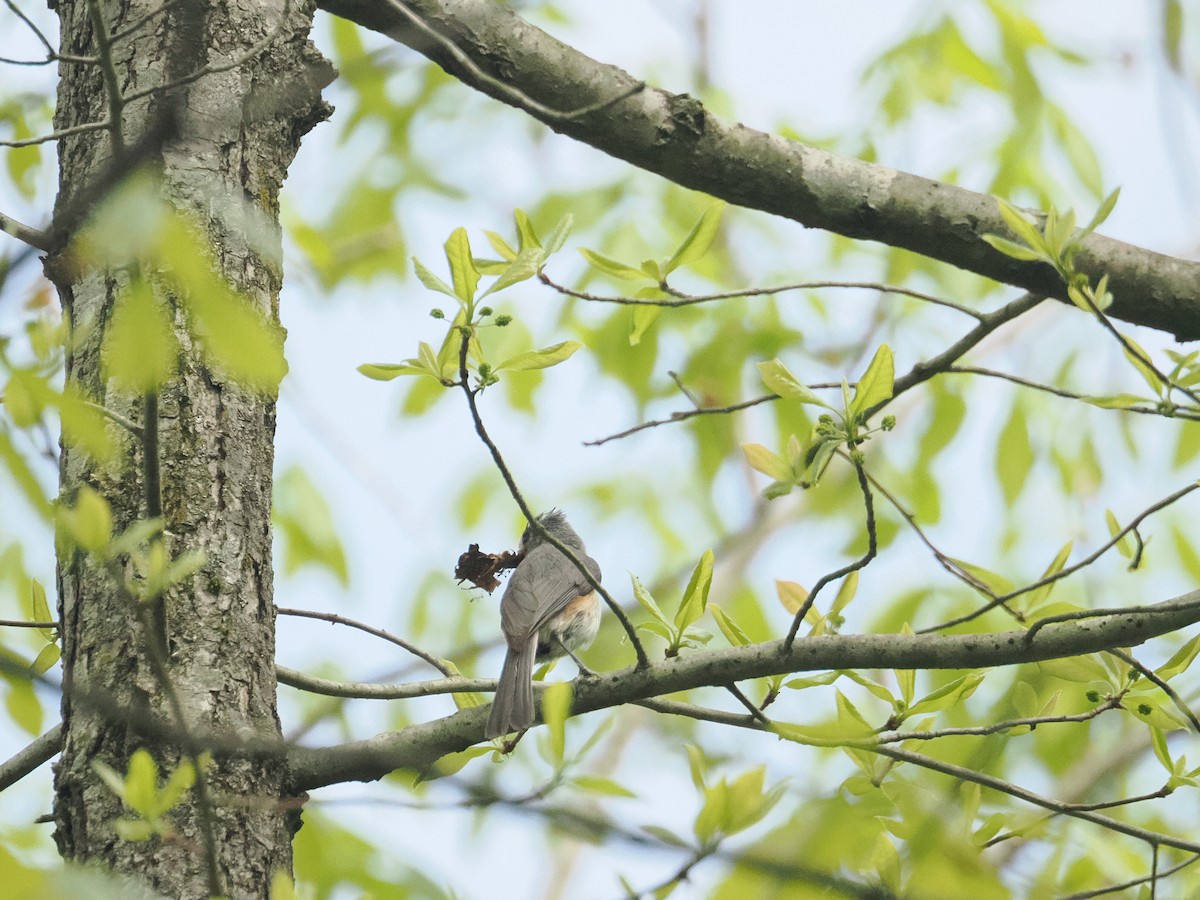 Tufted Titmouse - ML617667434