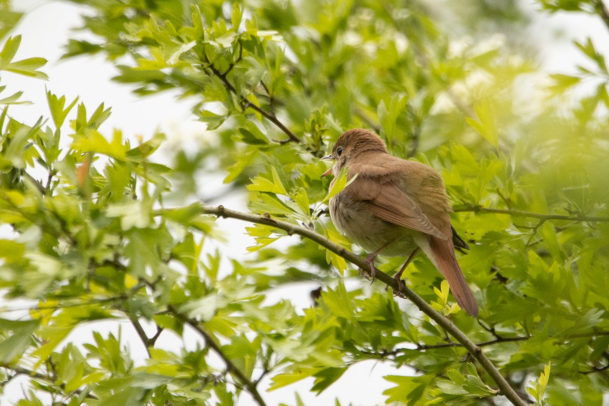 Зулбаран гургалдай - ML617667440