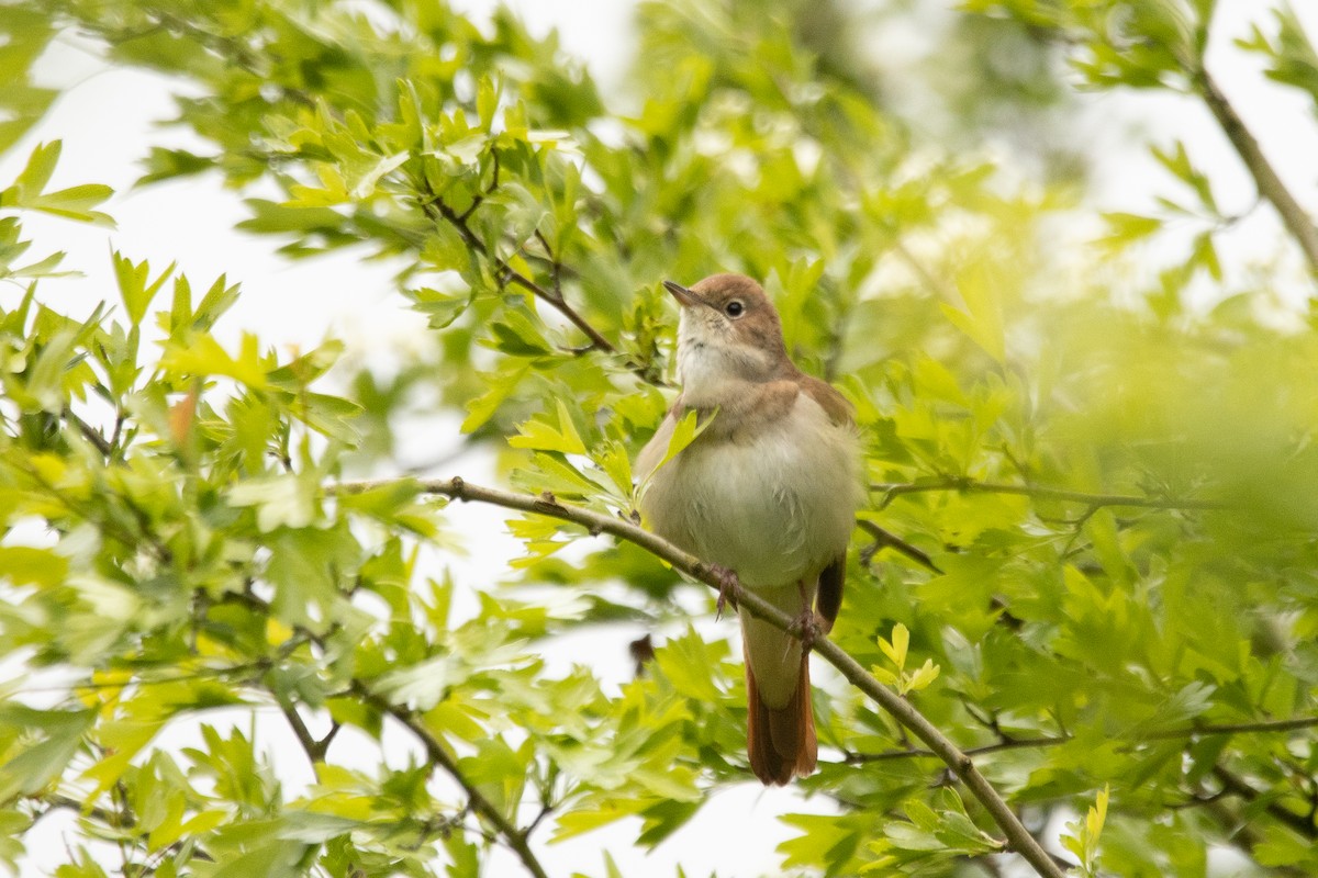 Зулбаран гургалдай - ML617667442