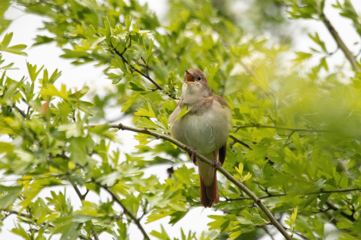 Зулбаран гургалдай - ML617667444