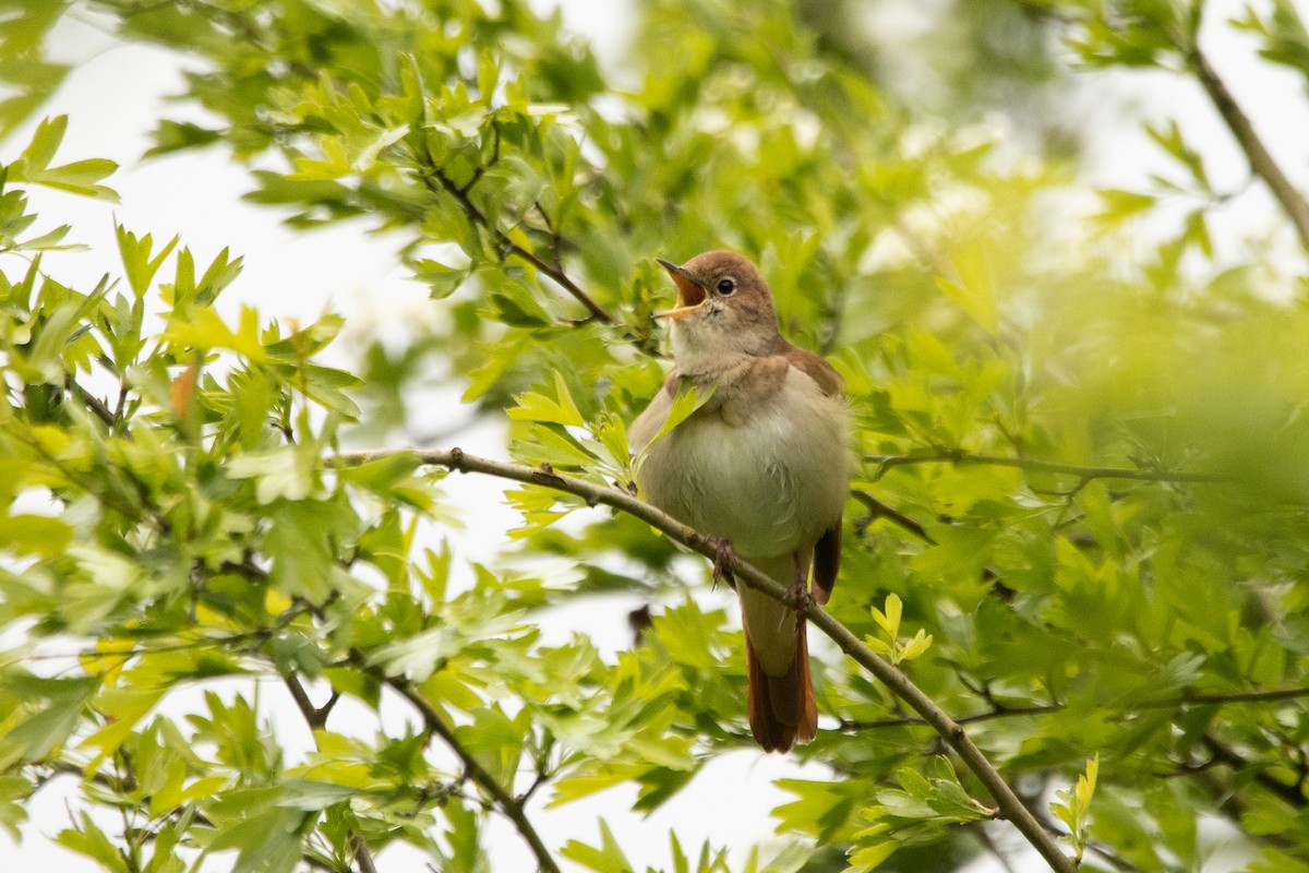 Зулбаран гургалдай - ML617667445