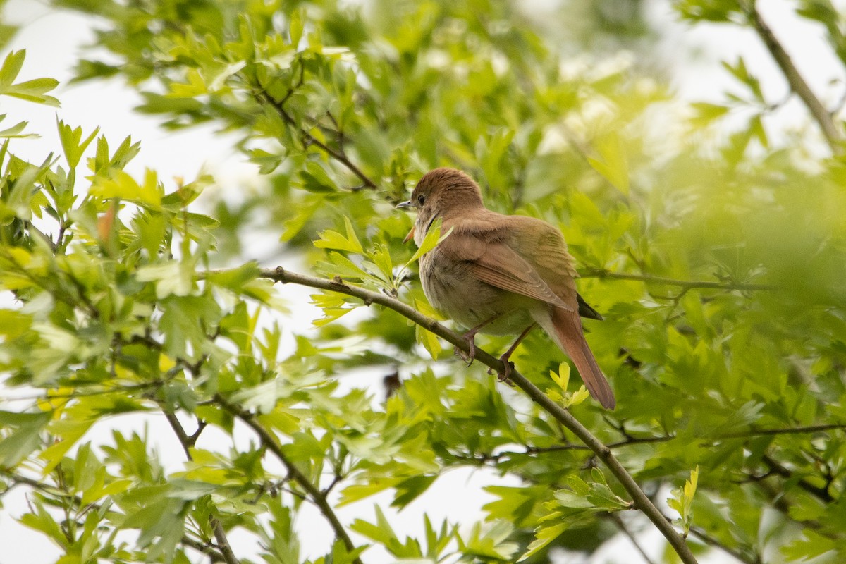 Зулбаран гургалдай - ML617667446