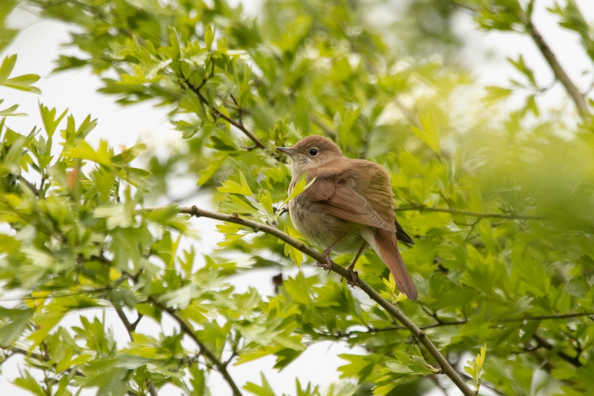 Зулбаран гургалдай - ML617667447