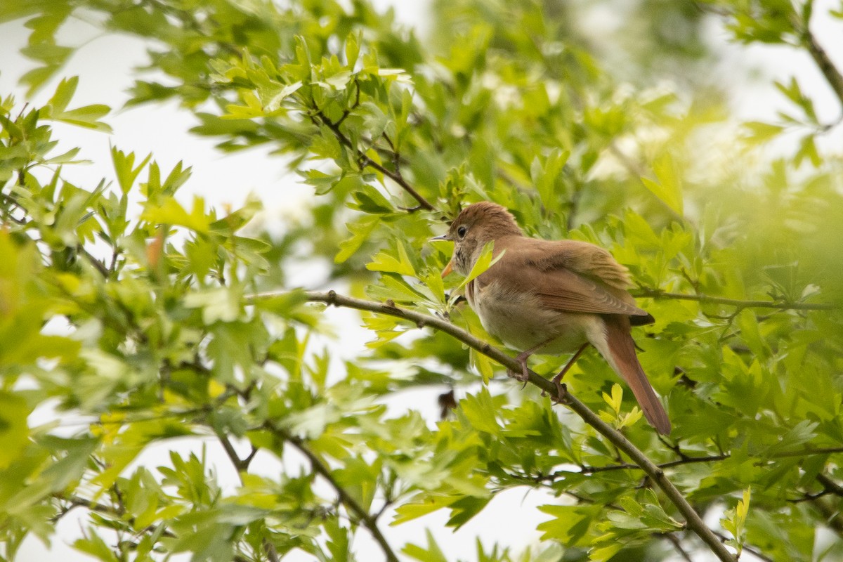 Зулбаран гургалдай - ML617667448