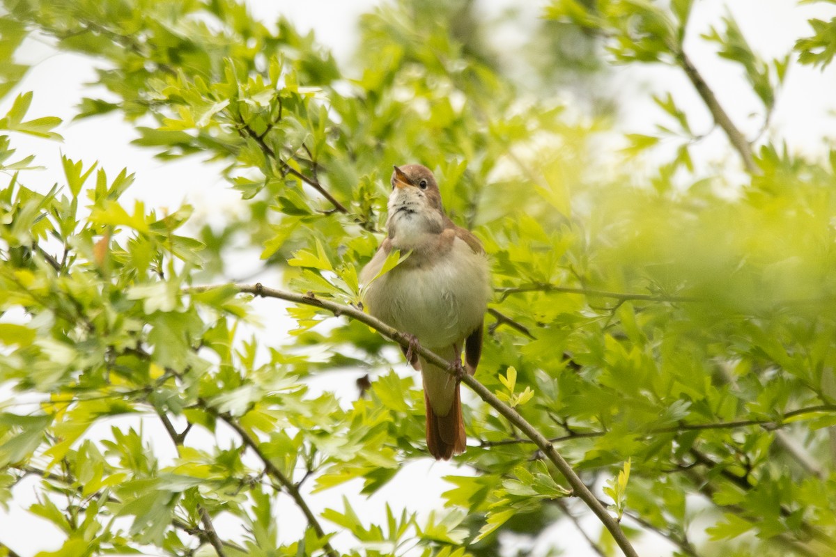 Зулбаран гургалдай - ML617667449