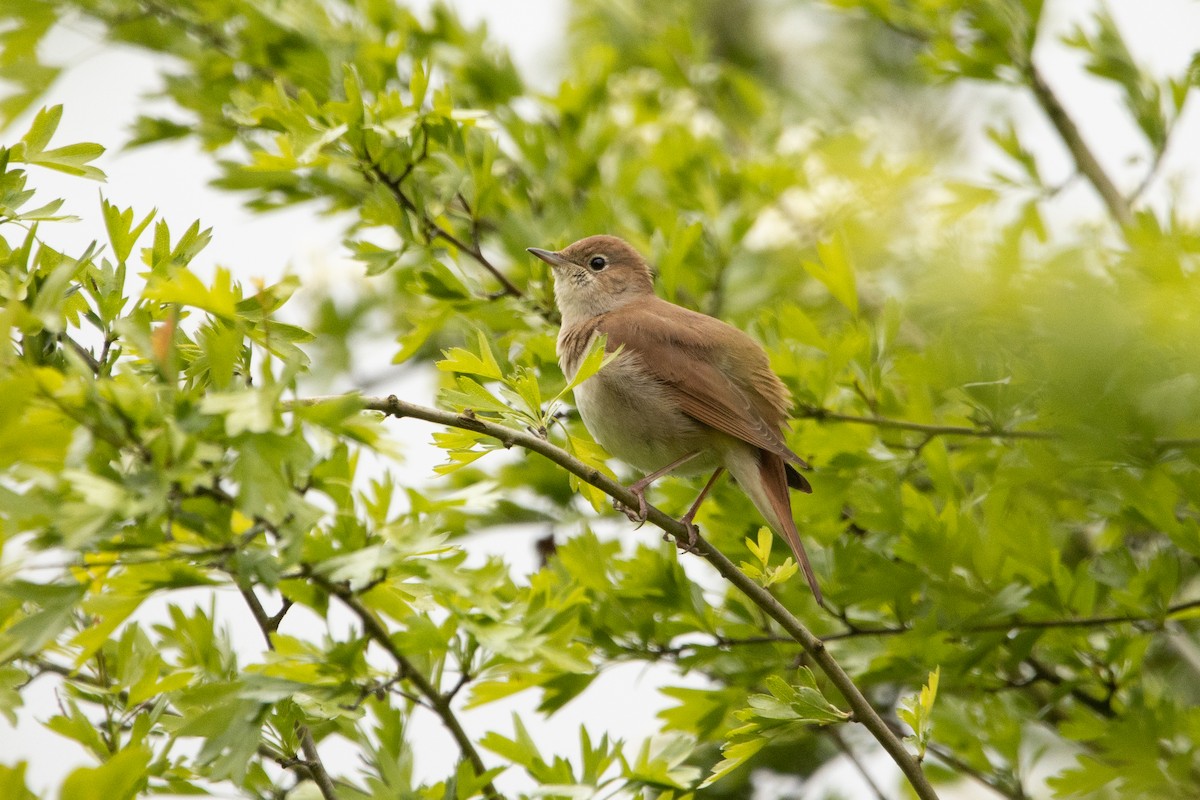 Зулбаран гургалдай - ML617667450
