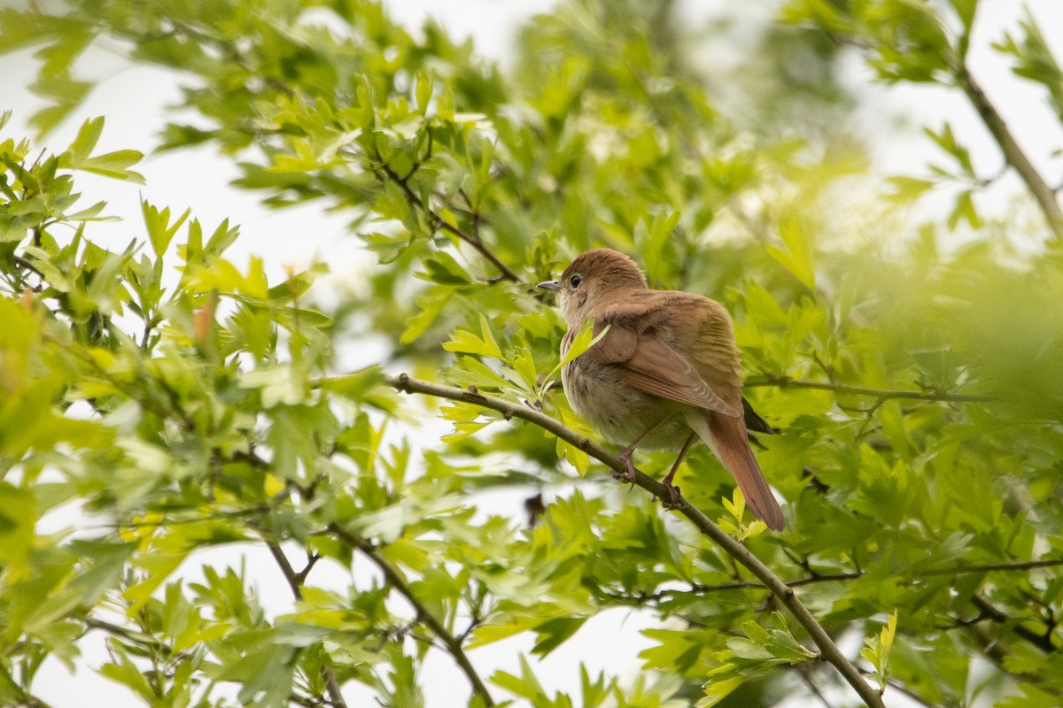 Зулбаран гургалдай - ML617667451