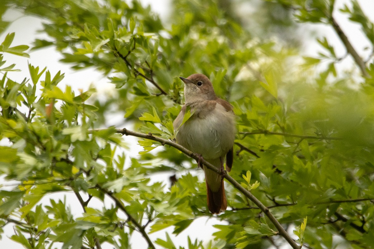 Зулбаран гургалдай - ML617667452