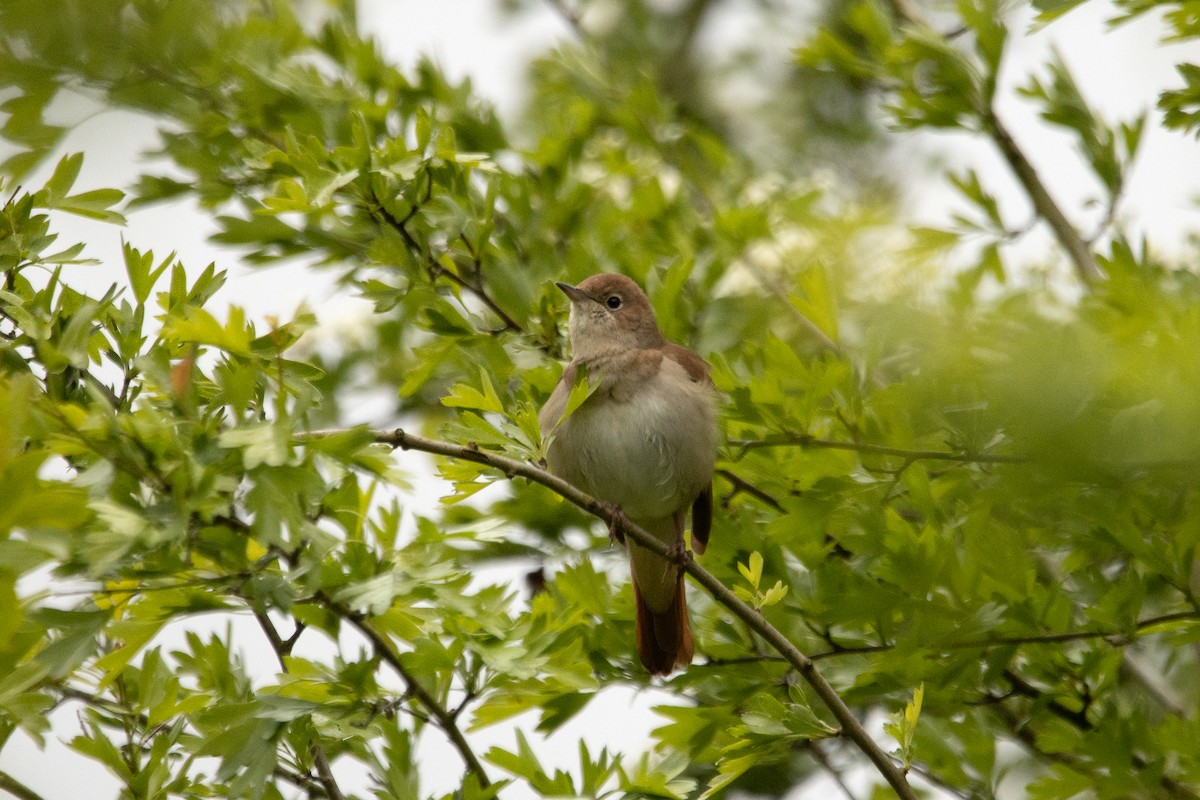 Зулбаран гургалдай - ML617667454