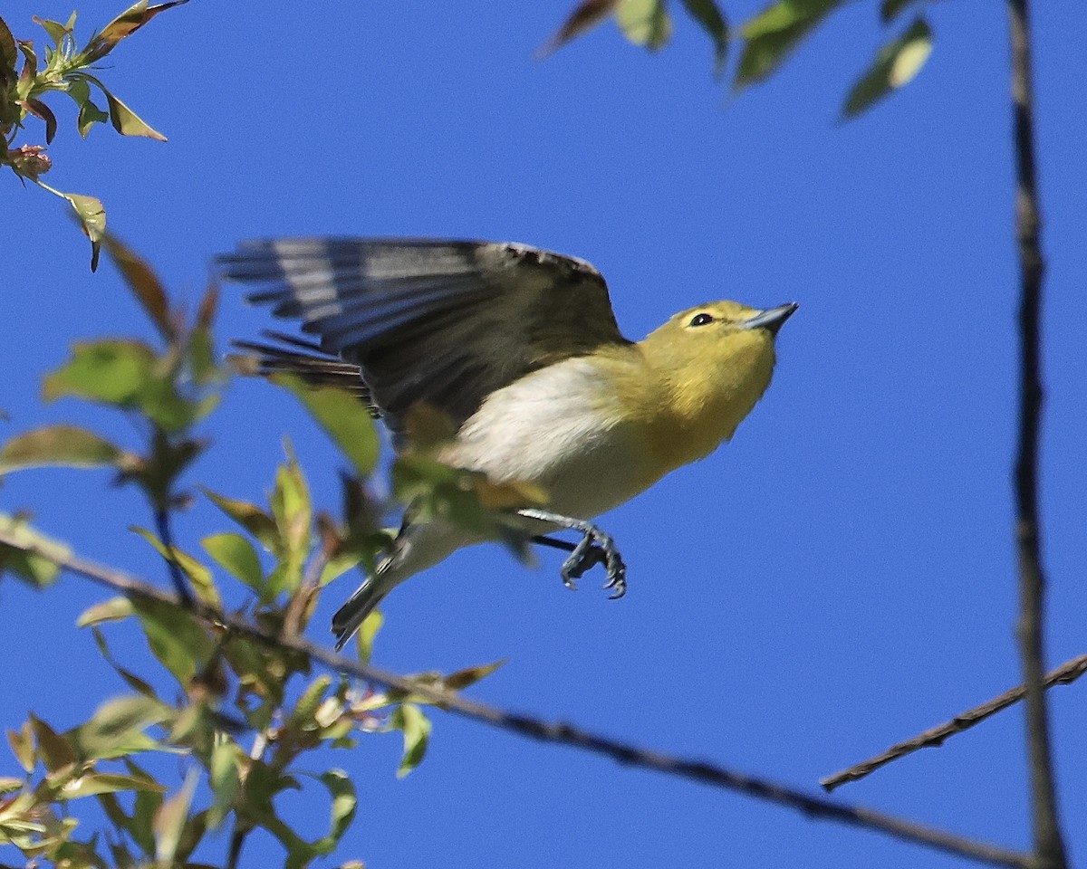 Vireo Gorjiamarillo - ML617667512