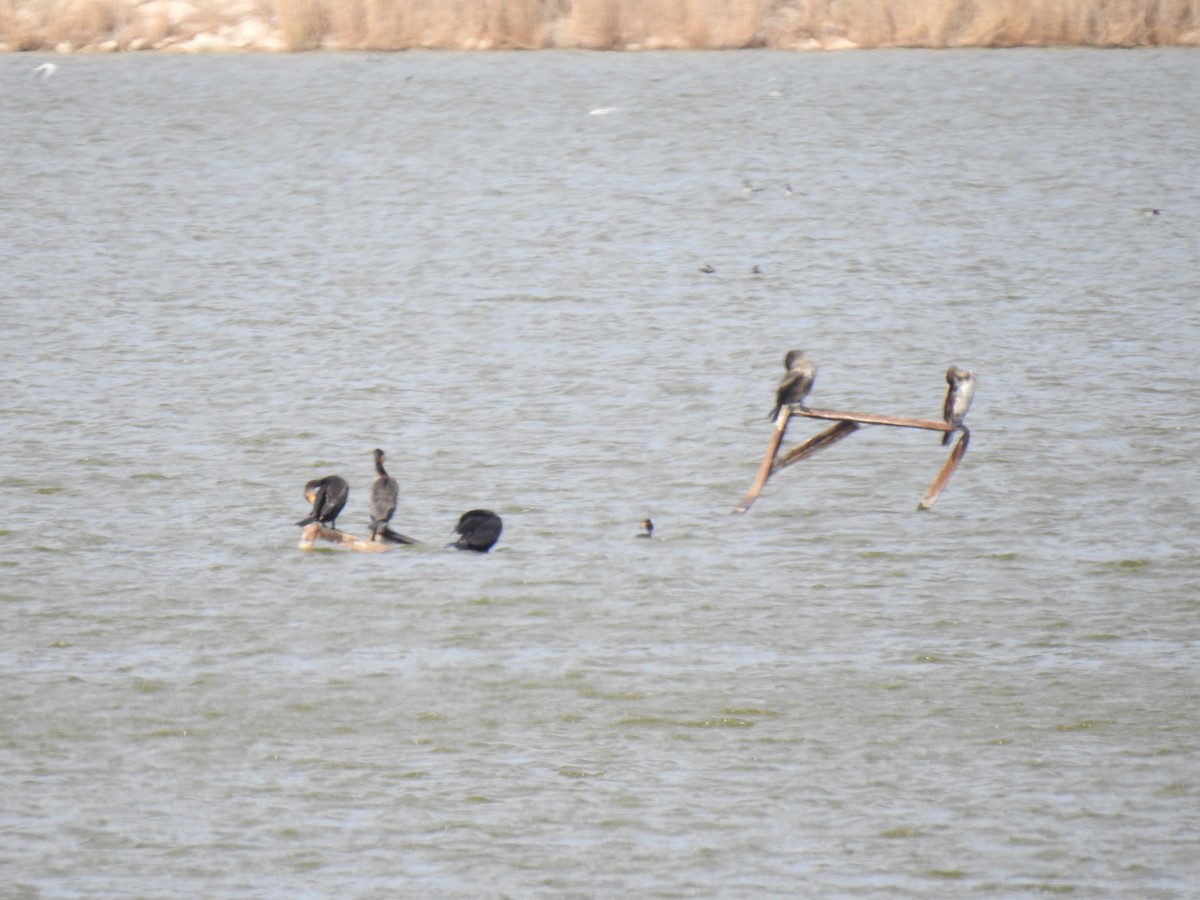 Great Cormorant - ML617667543