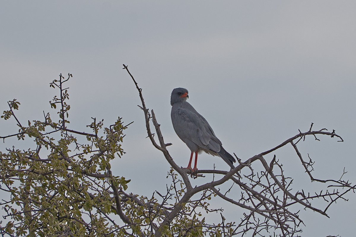 Pale Chanting-Goshawk - ML617667549