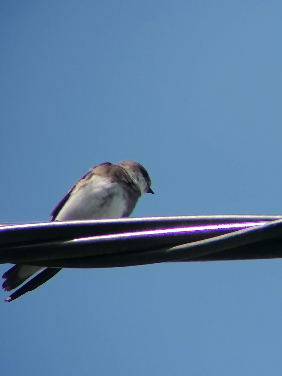 Bank Swallow - ML617667564