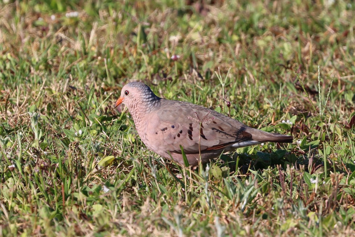 Common Ground Dove - Cole Fredricks