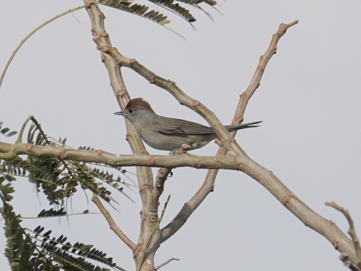 Eurasian Blackcap - Steve Kornfeld