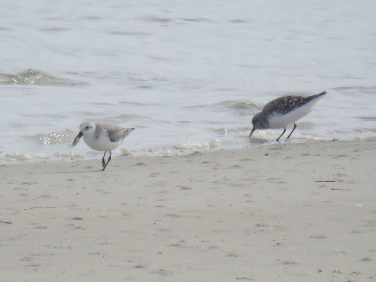 Sanderling - ML617667627