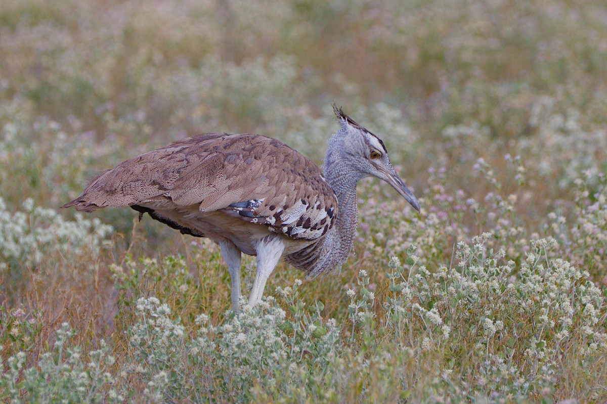 Kori Bustard - ML617667639