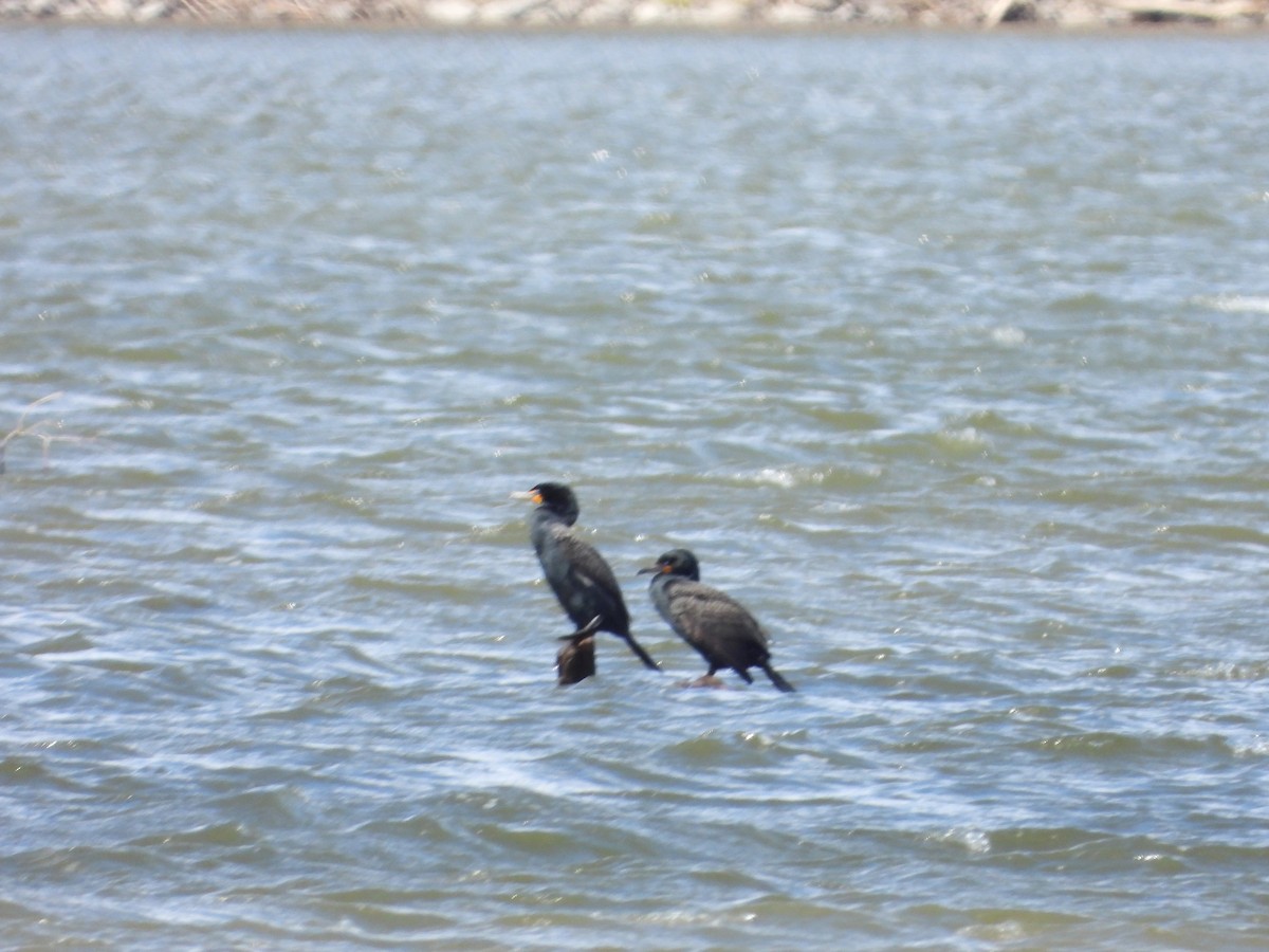 Double-crested Cormorant - Chantal Côté