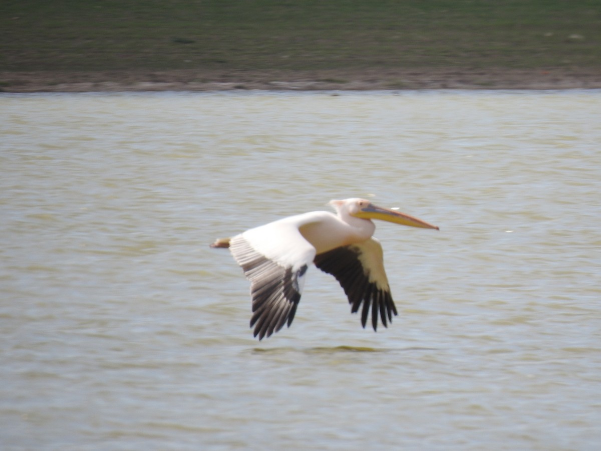 Great White Pelican - ML617667662