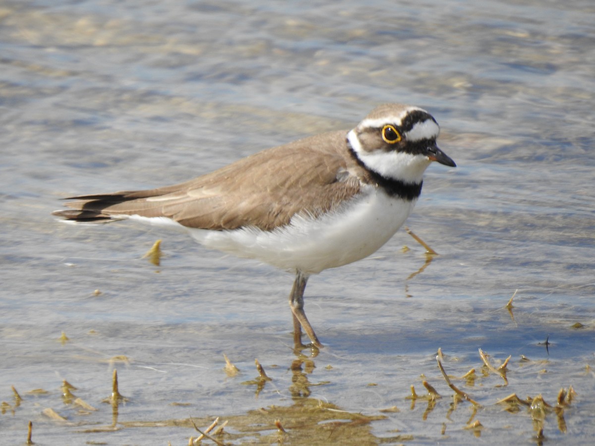 Little Ringed Plover - ML617667691
