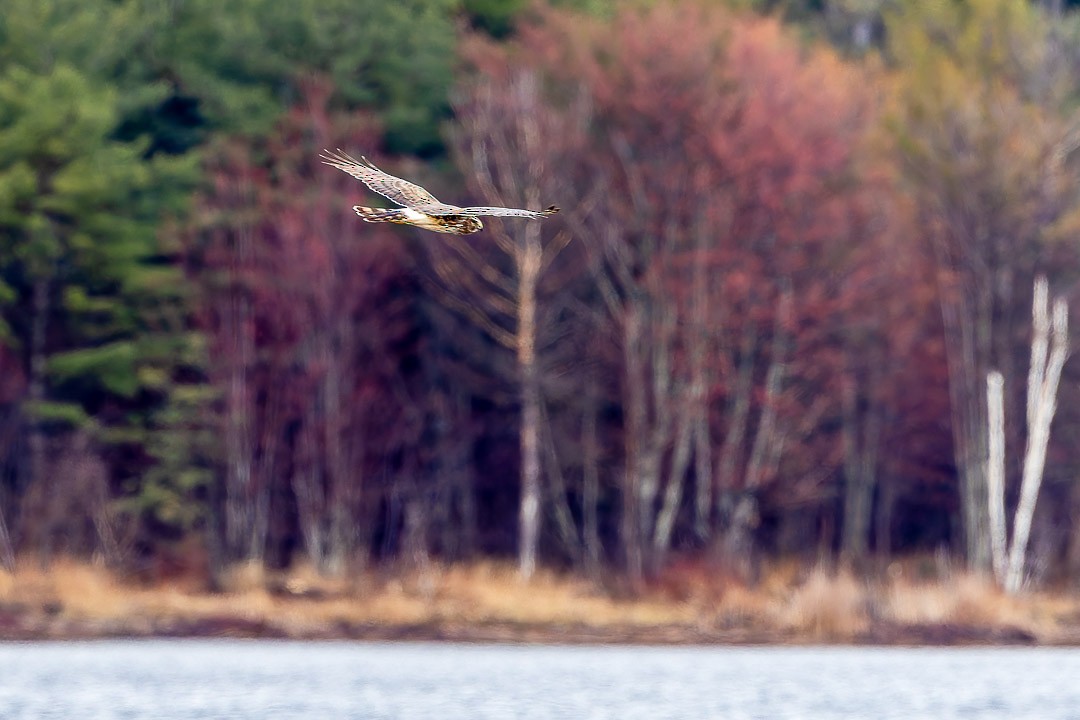 Northern Harrier - ML617667706