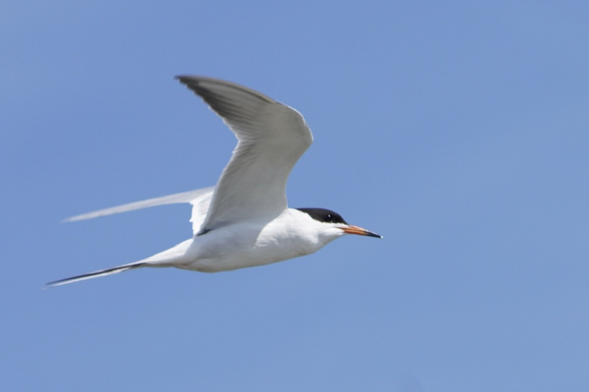 Forster's Tern - ML617667725