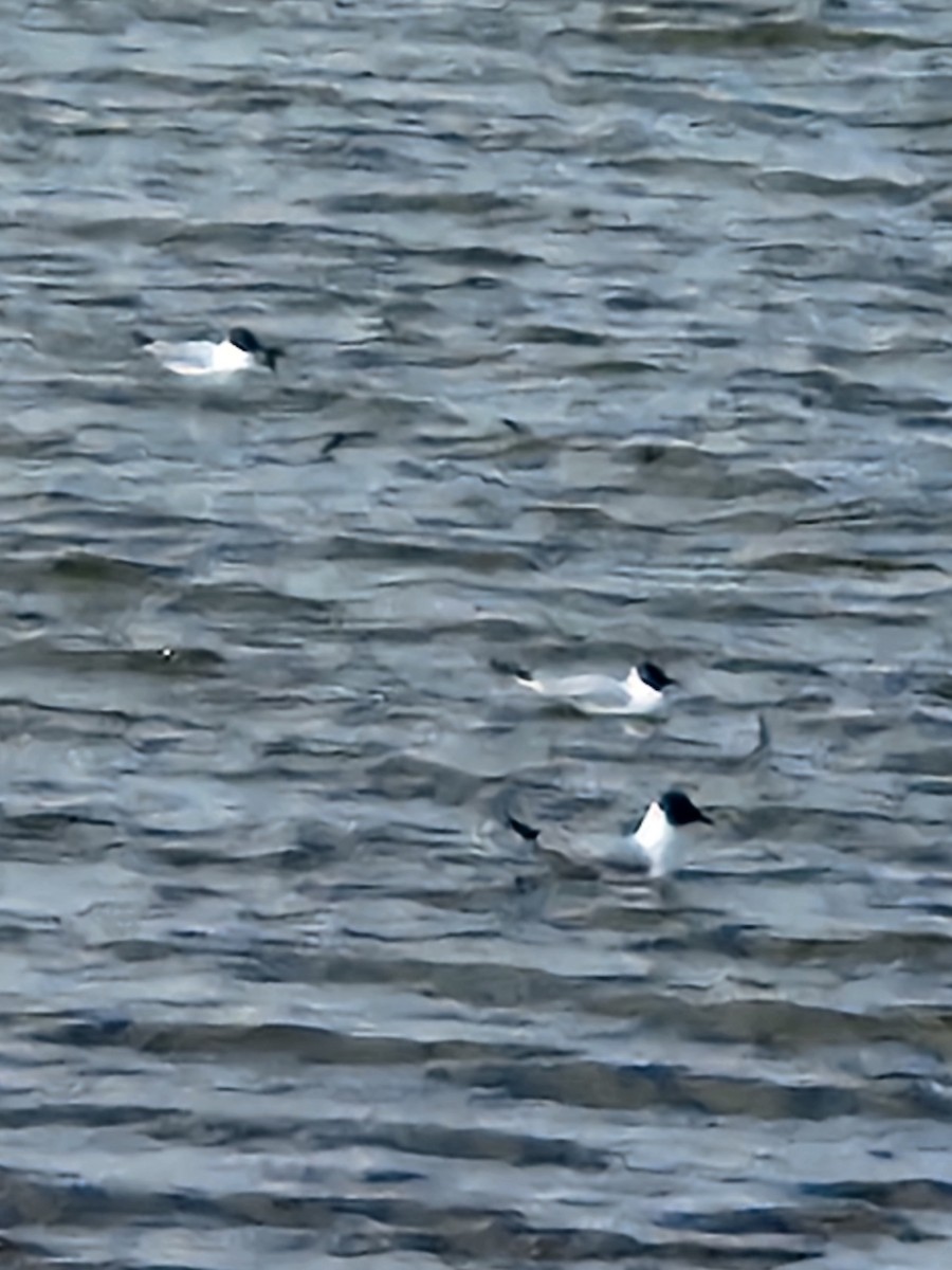 Bonaparte's Gull - Glenn Hurst