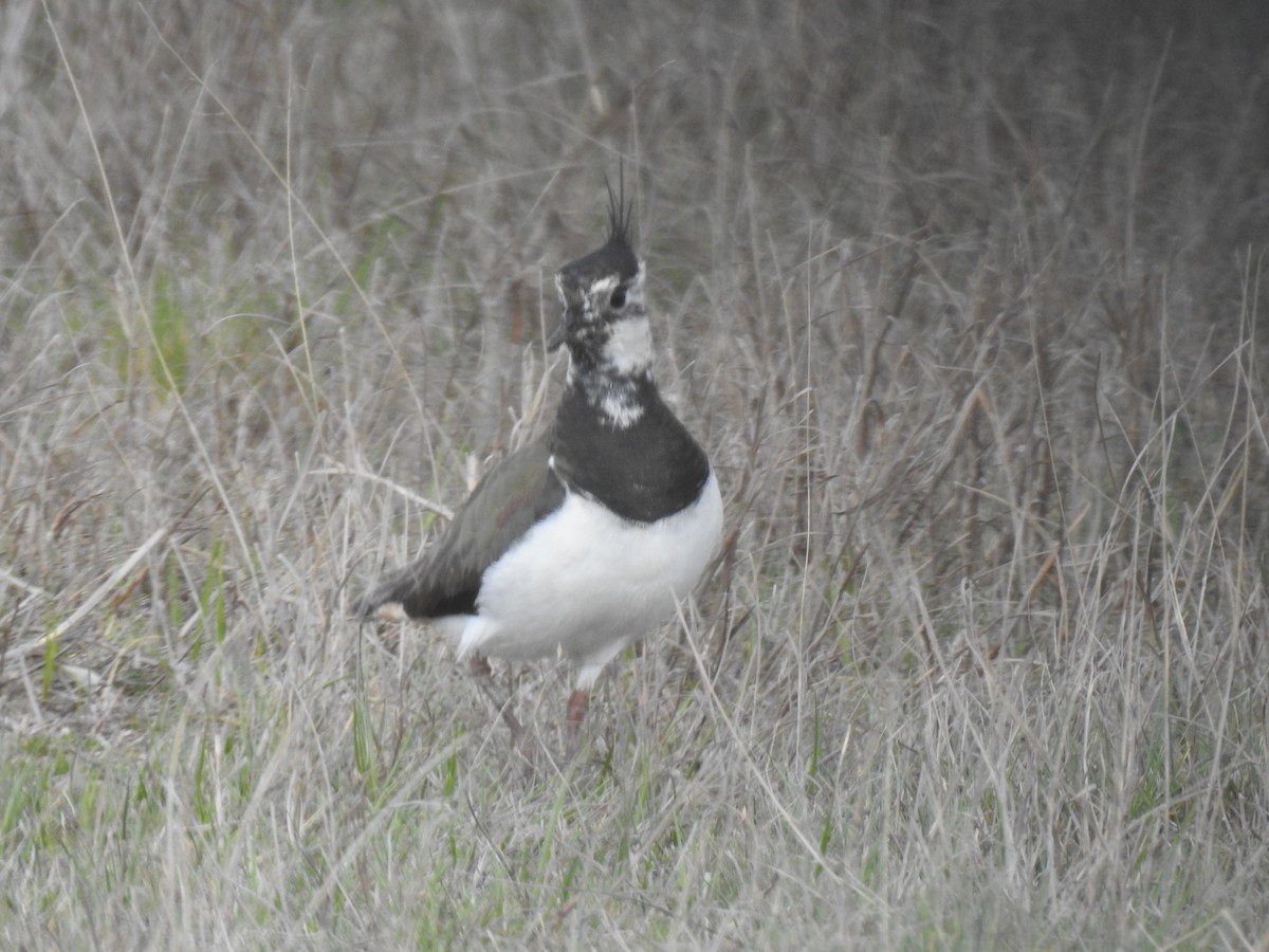 Northern Lapwing - ML617667740