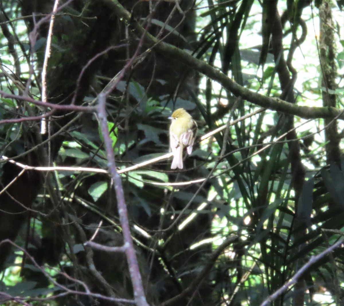 Yellowish Flycatcher - Ann Denburgh