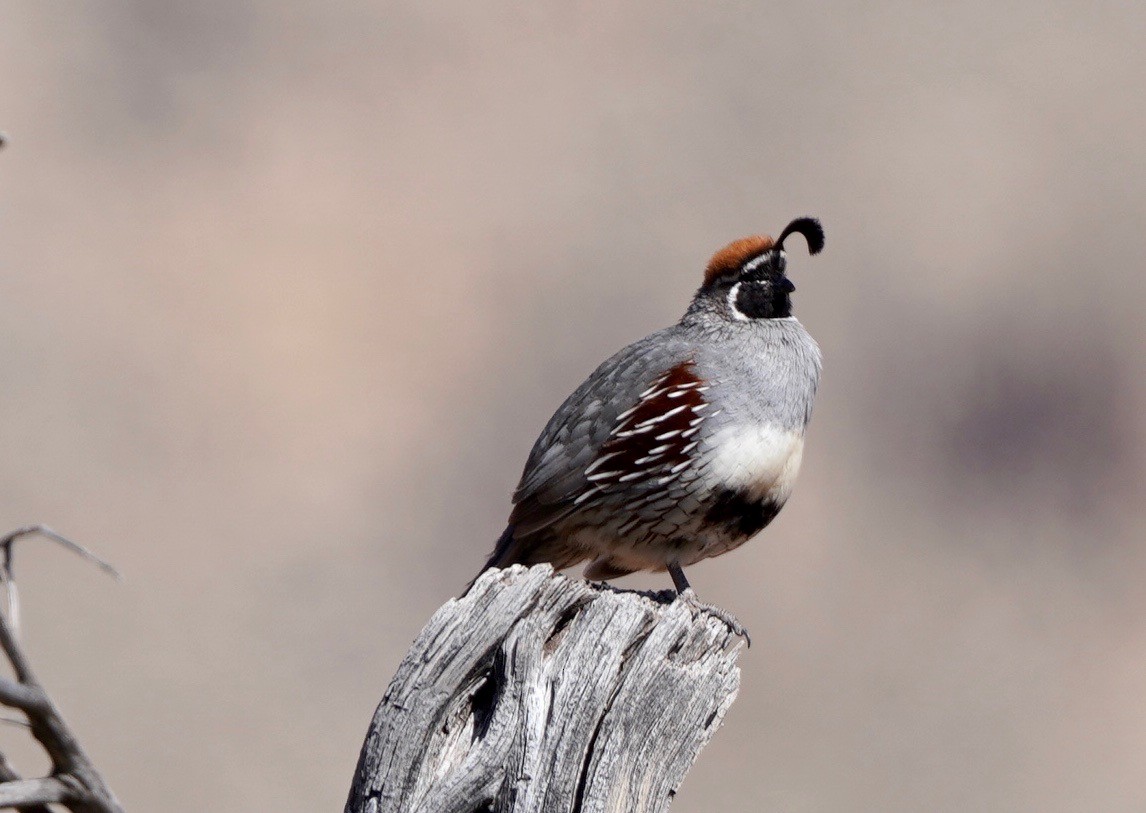 Gambel's Quail - ML617667748