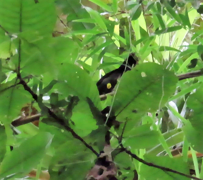 Yellow-thighed Brushfinch - Ann Denburgh