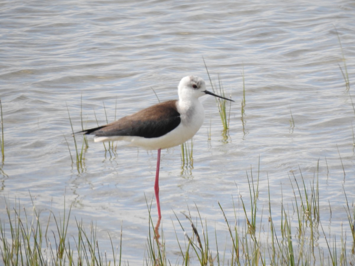 Black-winged Stilt - ML617667755