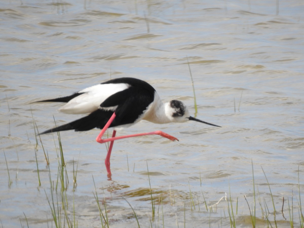 Black-winged Stilt - ML617667765