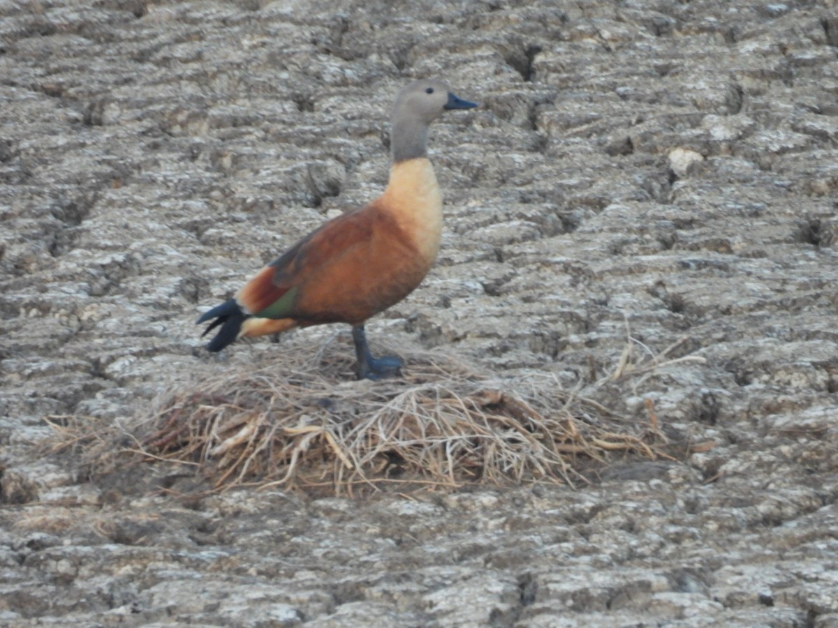 South African Shelduck - ML617667769