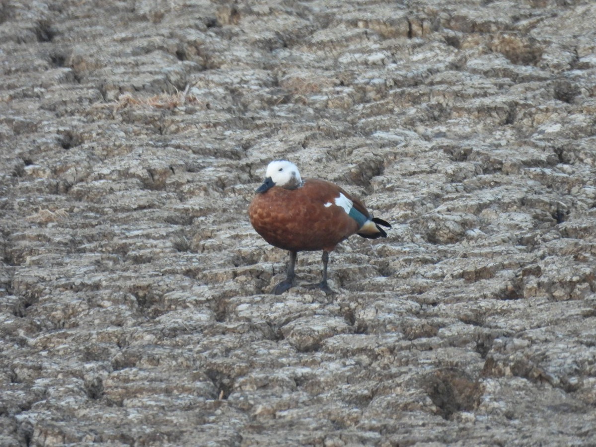 South African Shelduck - ML617667770