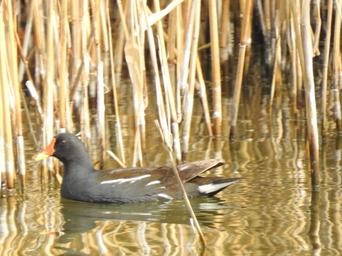 Eurasian Moorhen - ML617667771