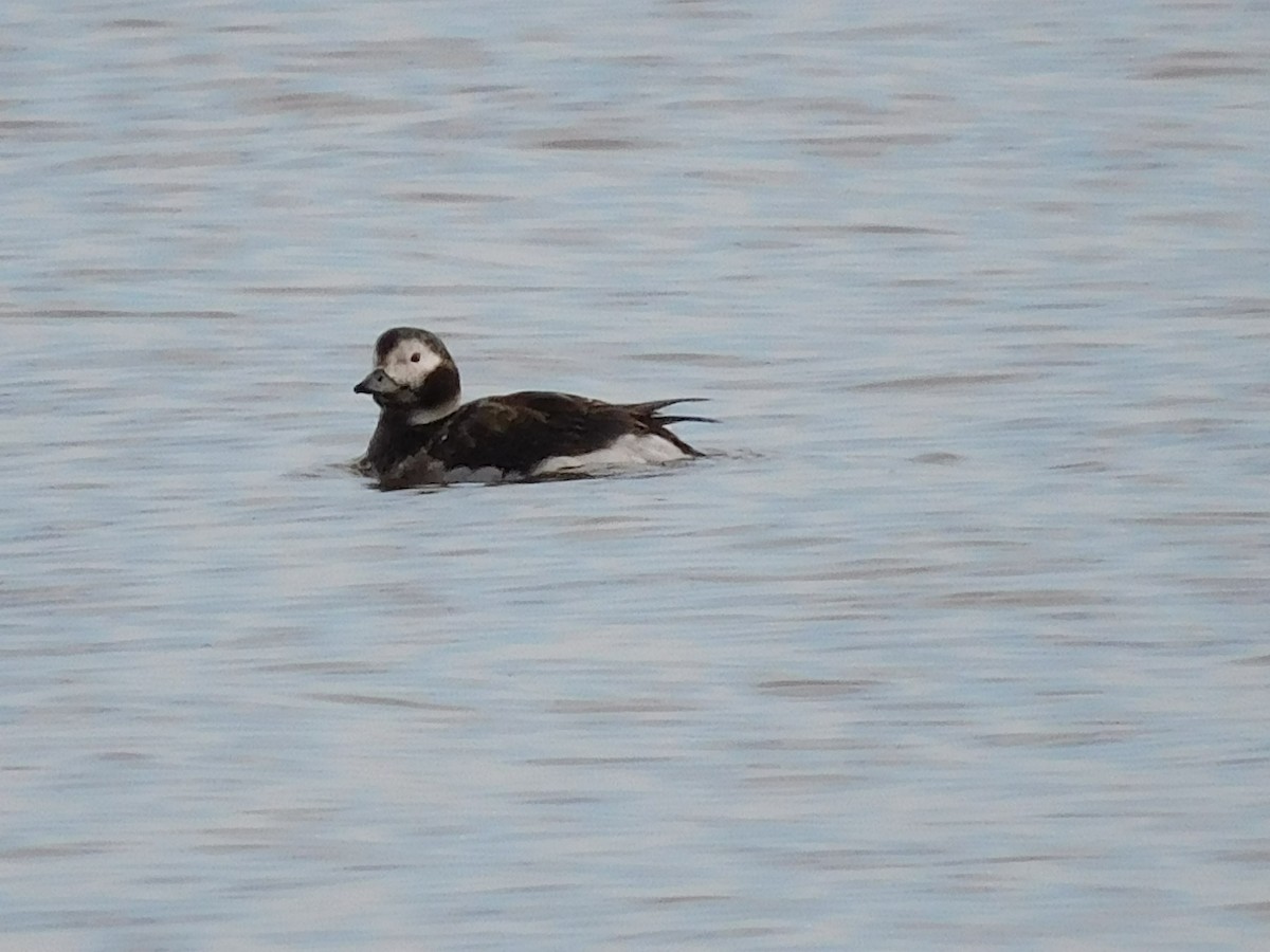 Long-tailed Duck - ML617667775