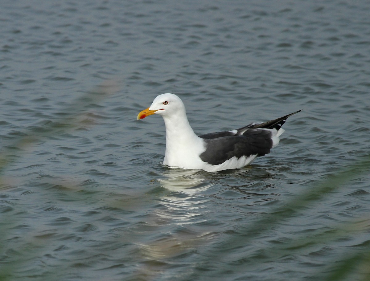 Lesser Black-backed Gull - Lyann Comrack