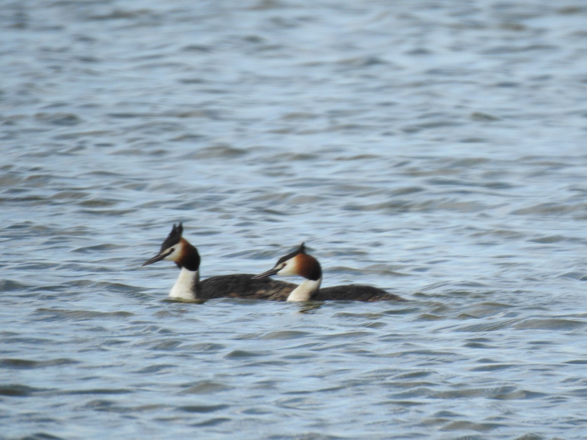 Great Crested Grebe - ML617667835