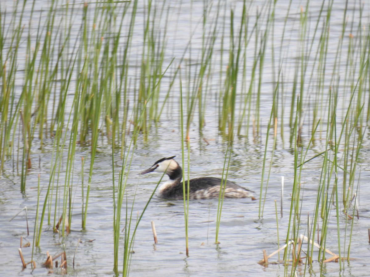 Great Crested Grebe - ML617667840