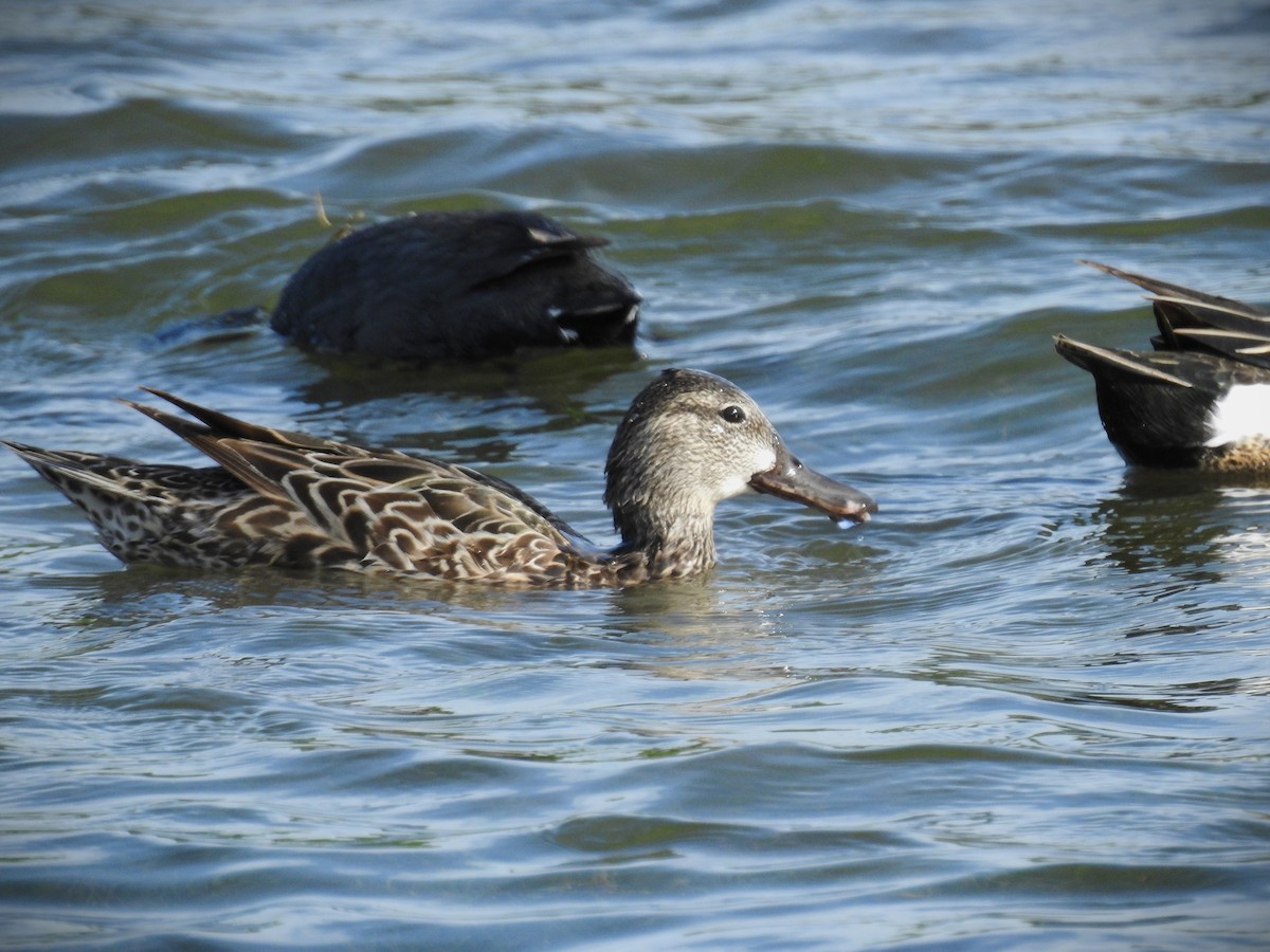 Blue-winged Teal - ML617667846