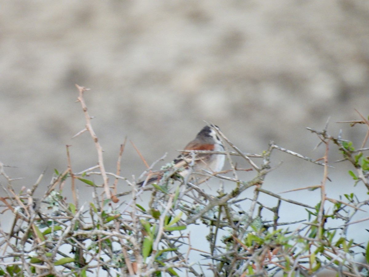 Moineau mélanure - ML617667861