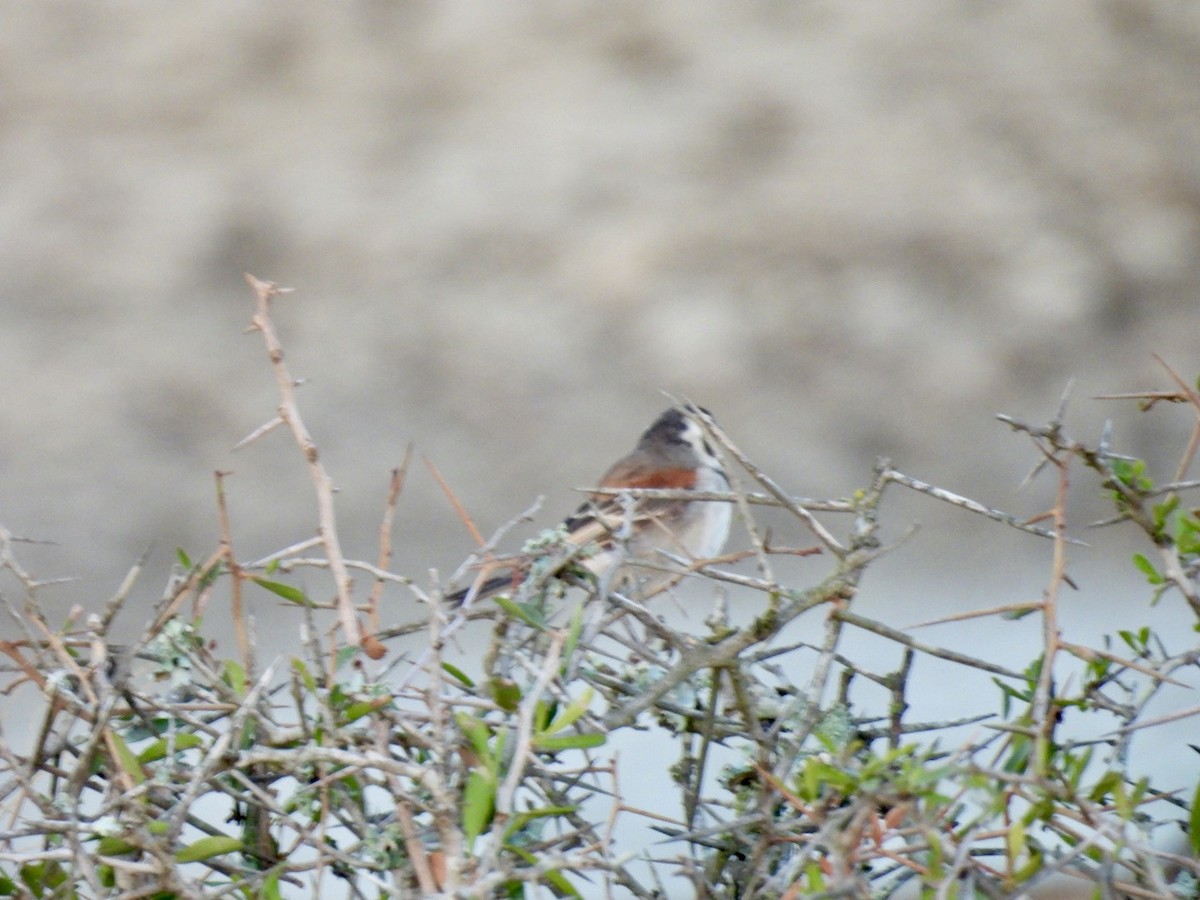 Cape Sparrow - ML617667861